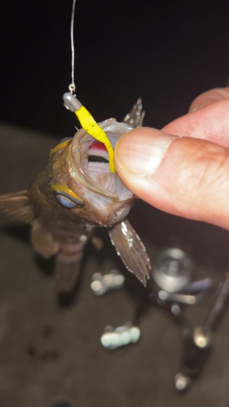 雨後の激渋メバル