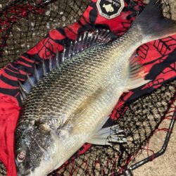 ヘチってきました