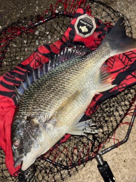 ヘチってきました