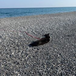 青物はいませんでしたー