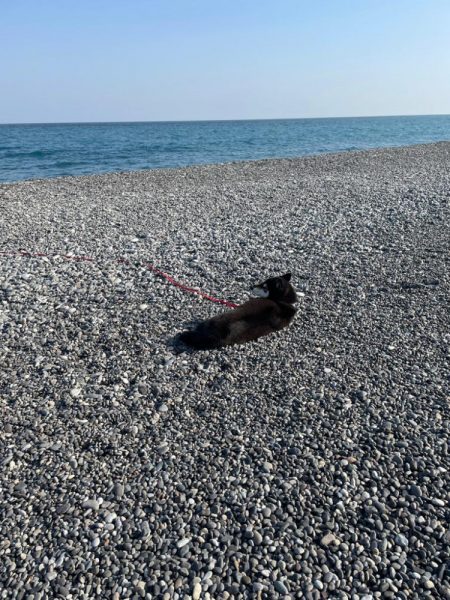 青物はいませんでしたー