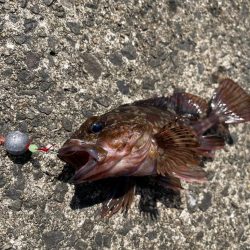 ショアジギ不発からの穴釣り