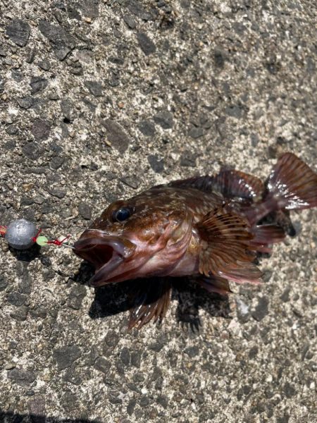 ショアジギ不発からの穴釣り