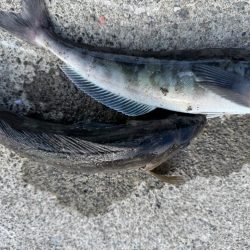 ホッケッケのケー終盤か？