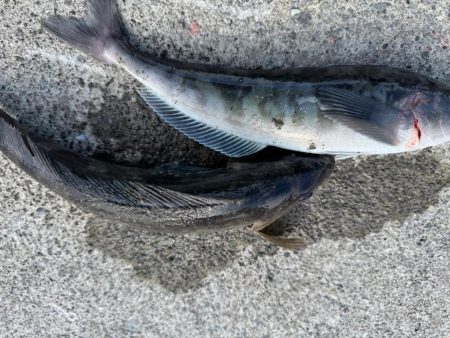 ホッケッケのケー終盤か？