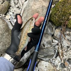 仕事終わりに山桜を求めて