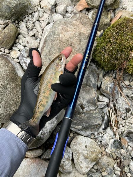 仕事終わりに山桜を求めて