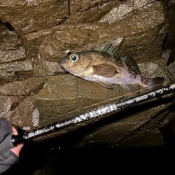 地磯でメバリング