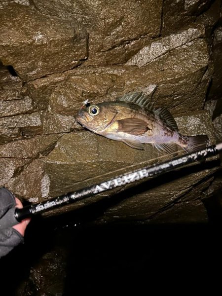 地磯でメバリング