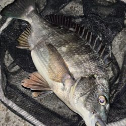 ヘチってきました