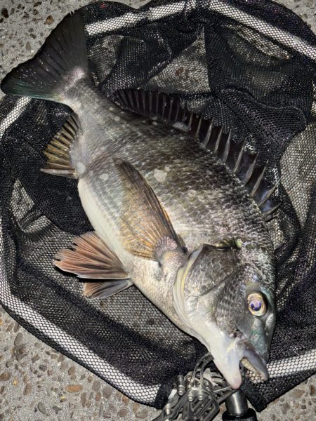 ヘチってきました