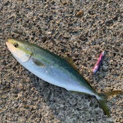 2年ぶりの70センチ台