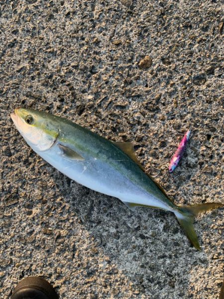 2年ぶりの70センチ台