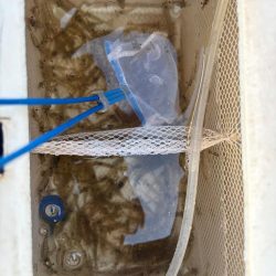 エビ撒きでハネとアジ好調です