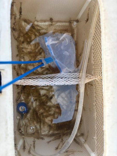 エビ撒きでハネとアジ好調です