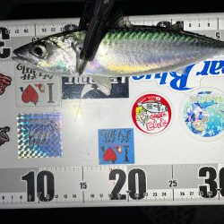 花見アジング🌸