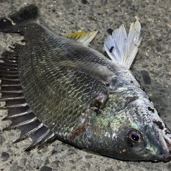 光魚楽釣