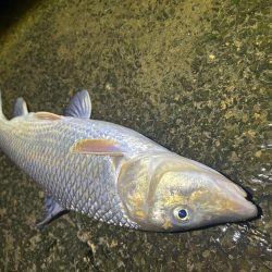 ヤマメandニゴイ