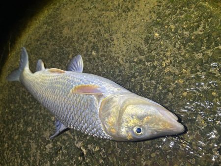 ヤマメandニゴイ