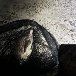 バチ抜け調査便 in 岸和田一文字