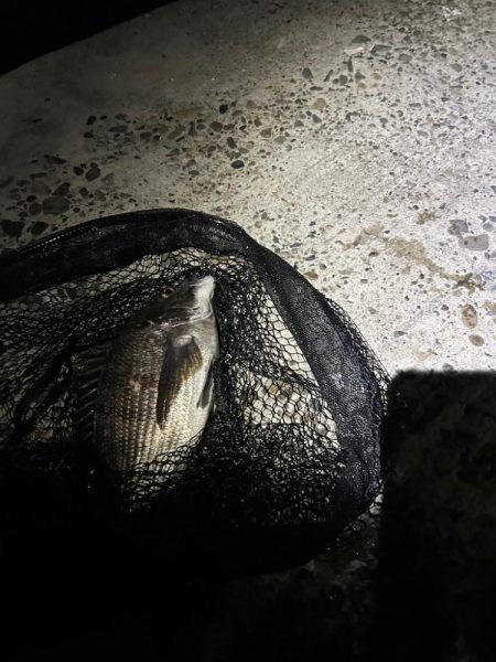 バチ抜け調査便 in 岸和田一文字