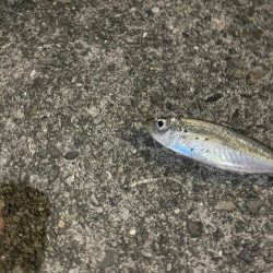 フロートアジングしに行きましたが・・・