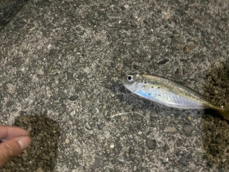 フロートアジングしに行きましたが・・・