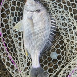 チニングでツ抜け！