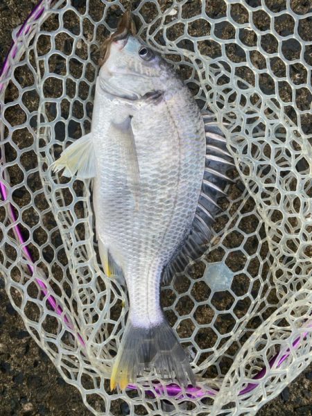 チニングでツ抜け！