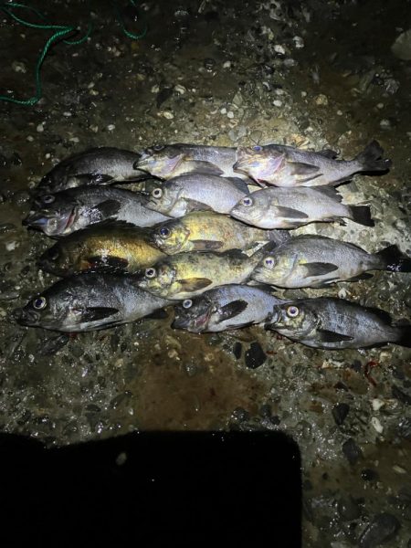 東二見メバル16