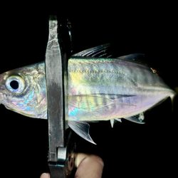 プチ遠征で、やっとアジ来た〜！