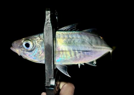 プチ遠征で、やっとアジ来た〜！