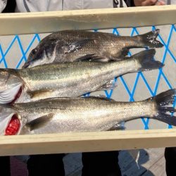 春のインショアシーバス