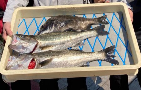 春のインショアシーバス