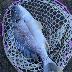 雨上がりチニング!