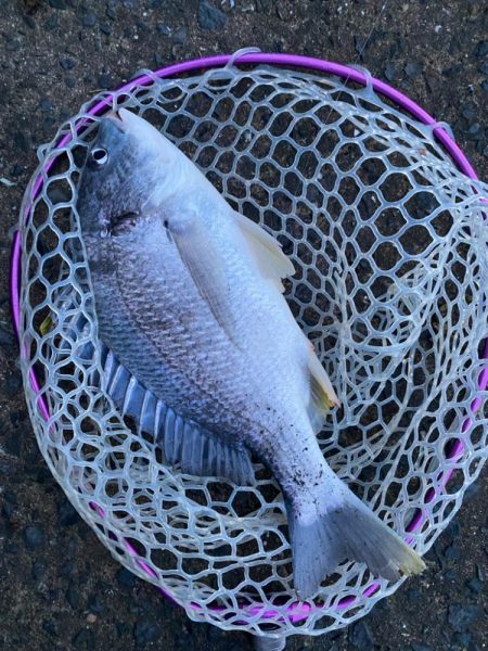 雨上がりチニング!