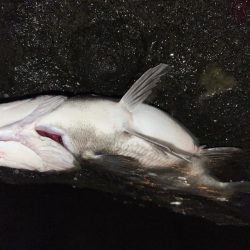 ハクに着いたチヌ！