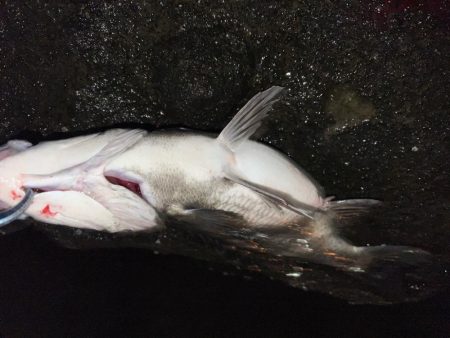 ハクに着いたチヌ！