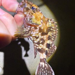 惜しくも尺届かず!!