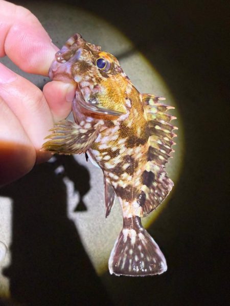 惜しくも尺届かず!!