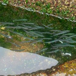 雨の早朝シーバス