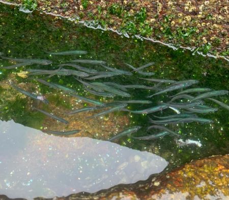 雨の早朝シーバス