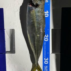 イカメタル＆バチコン