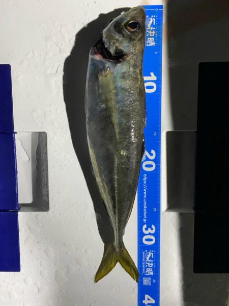 イカメタル＆バチコン