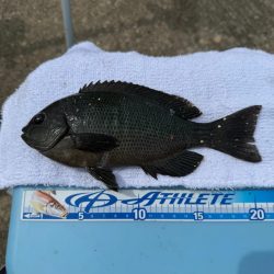 花見カレイ狙い🌸