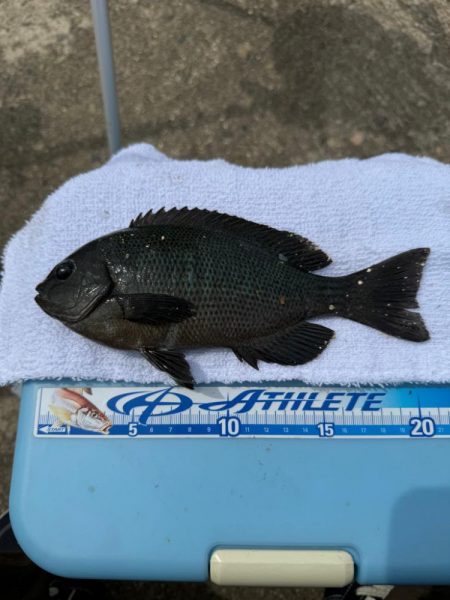 花見カレイ狙い🌸