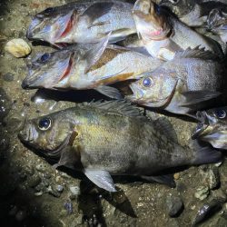 東二見メバル17