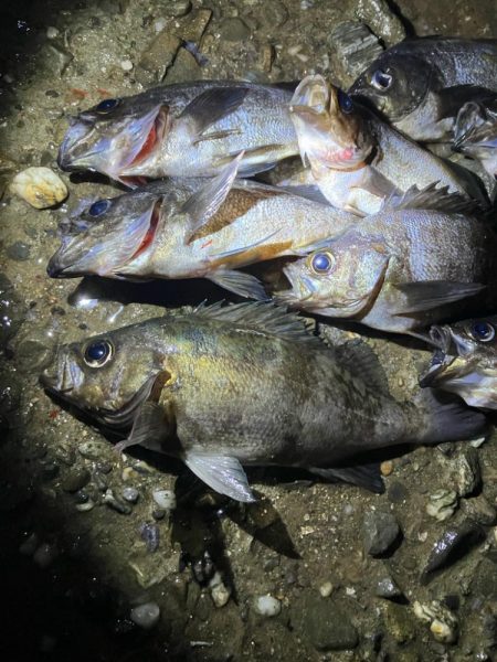 東二見メバル17