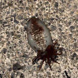 3キャッチ4バラシ😑