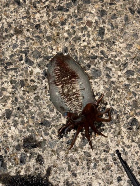 3キャッチ4バラシ😑